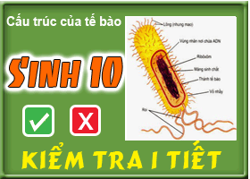 Cấu trúc của tế bào