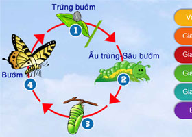 Vòng đời phát triển của bướm